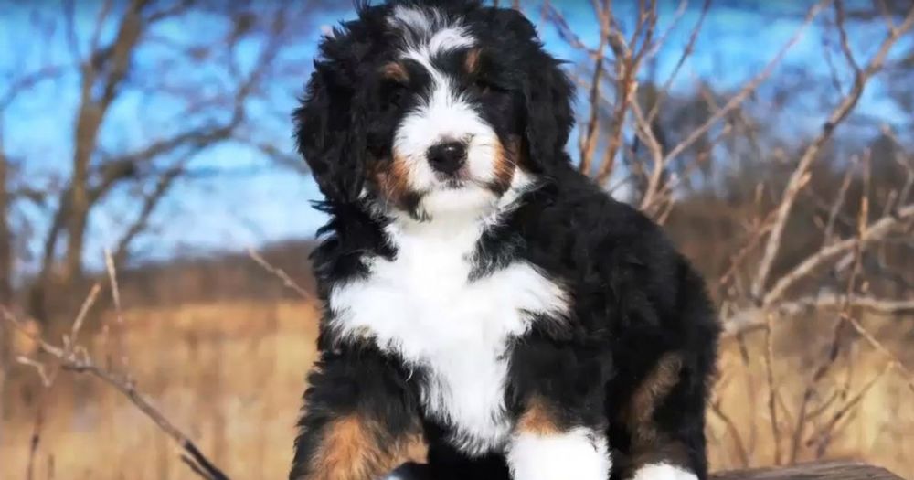 Bernedoodle