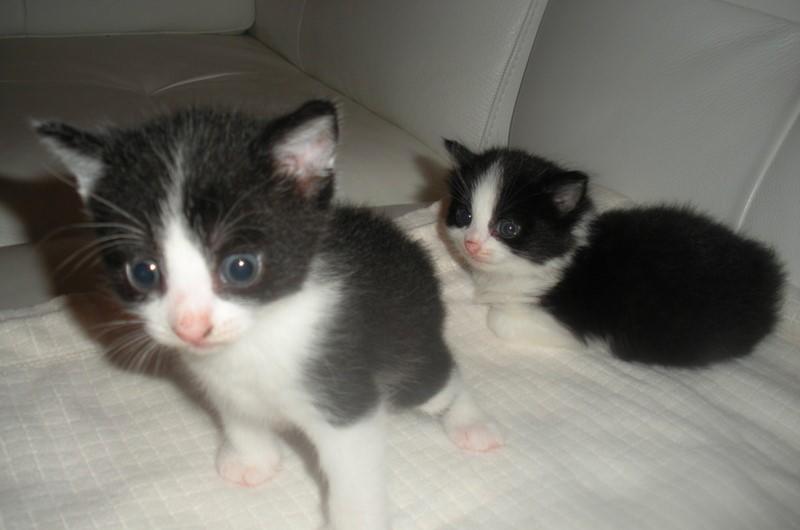 A Pair Of Kittens Called Elli And Rosie