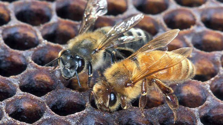 Africanized Honey Bee