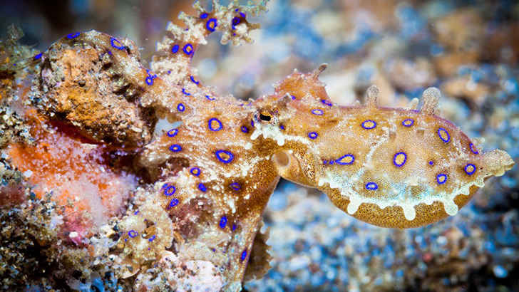 Blue Ringed Octopus