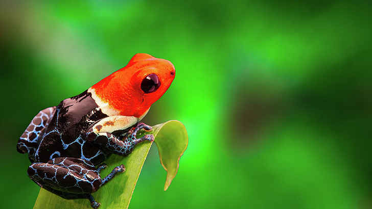 Poison Dart Frog