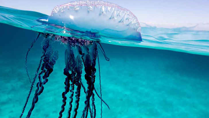 Portuguese Man O’ War