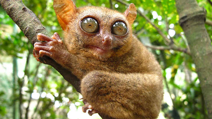 Tarsier