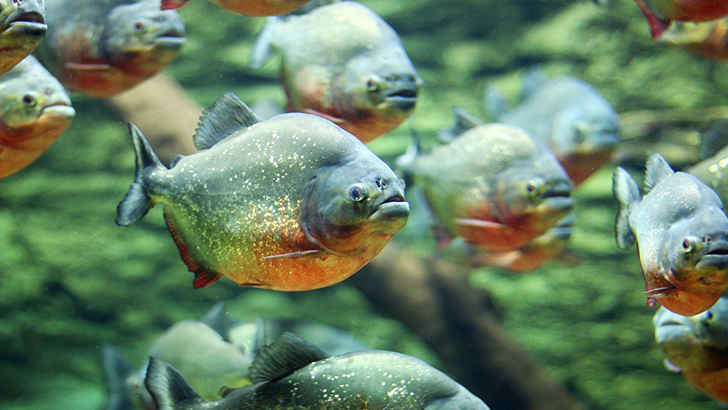 Piranha