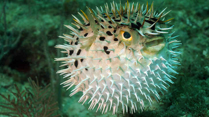 Puffer Fish