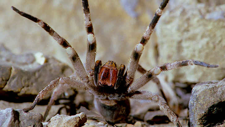 Brazilian Wandering Spider