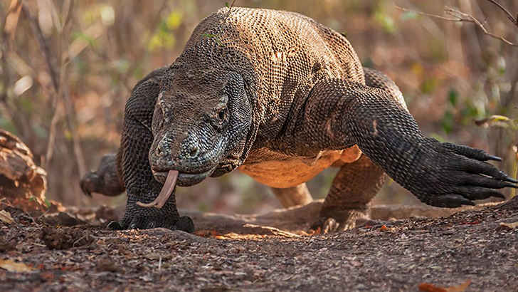 Komodo Dragon