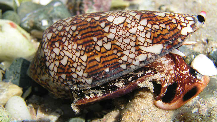 Cone Snail