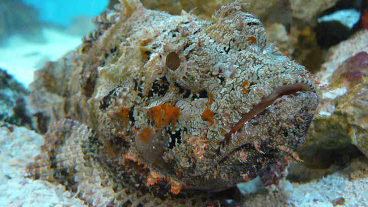 Stonefish