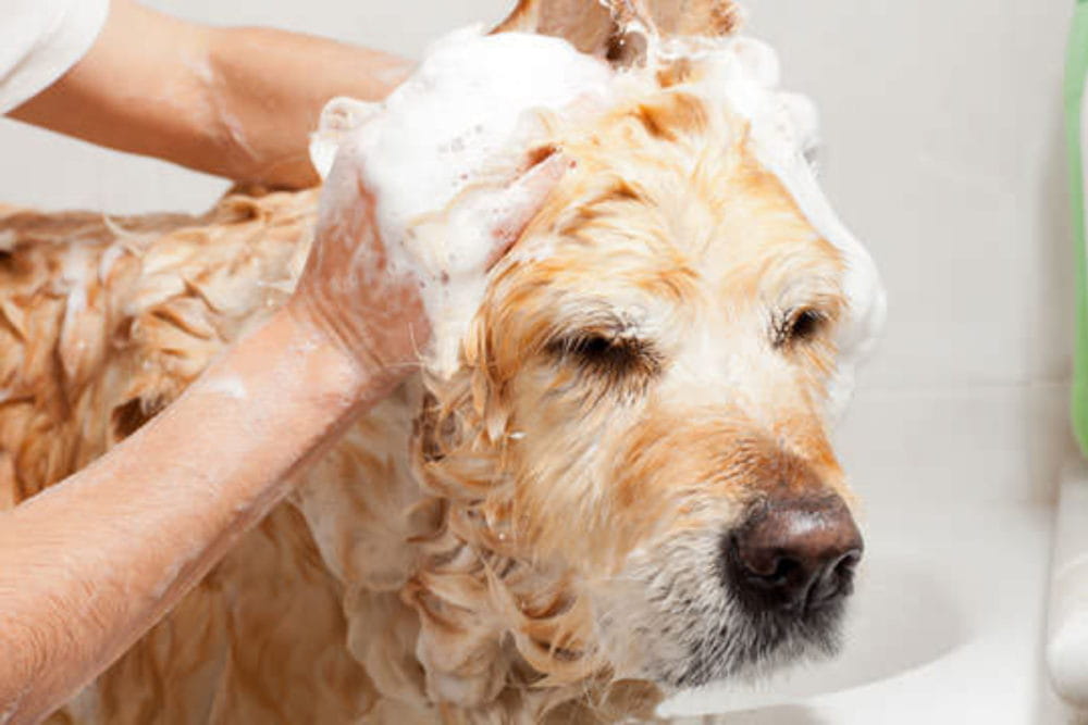 Remove Fleas From Your Furry Pals