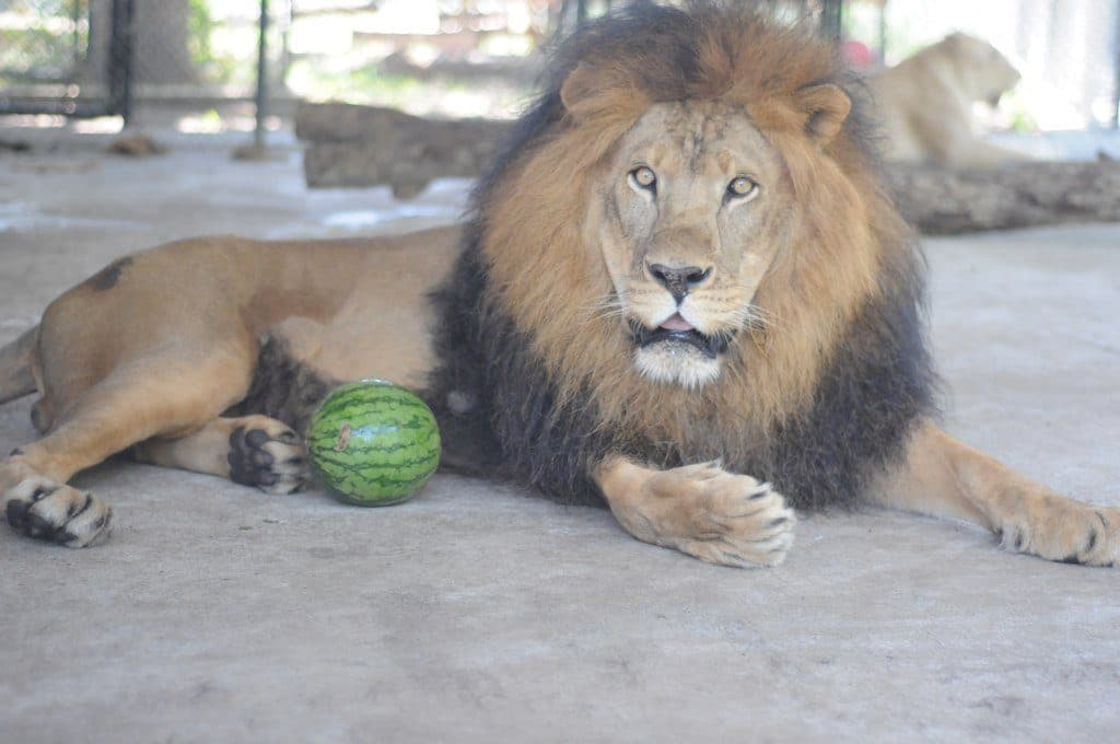 He Was A Majestic And Handsome Lion