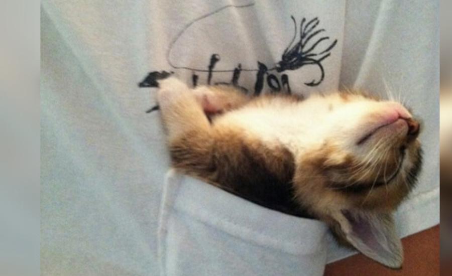 Your Very Own Pocket Kitten