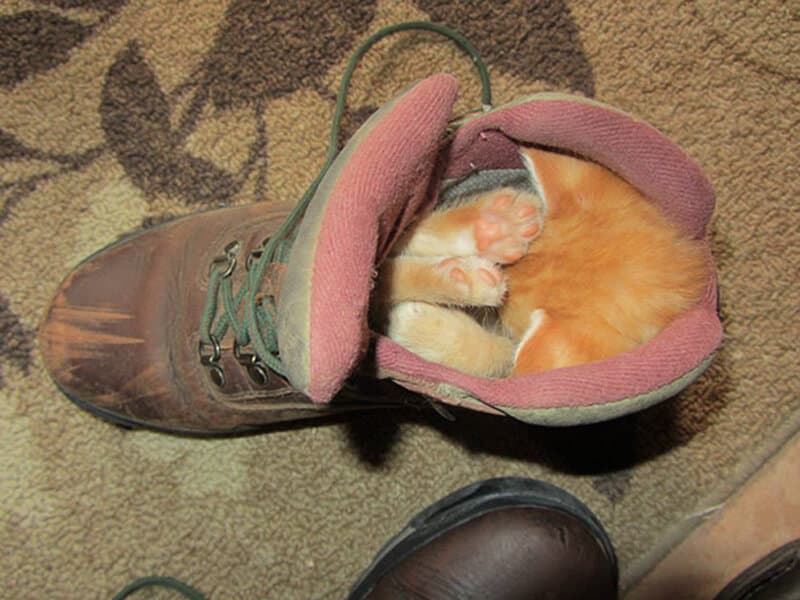 There Is A Cat In My Boot!