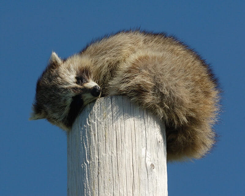 He Is Not Scared Of Heights