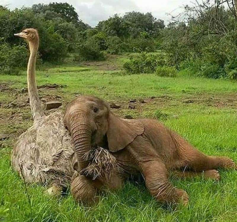 Unexpected Sleeping Buddies In The Wild