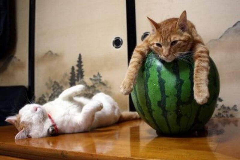 Resting Over A Watermelon