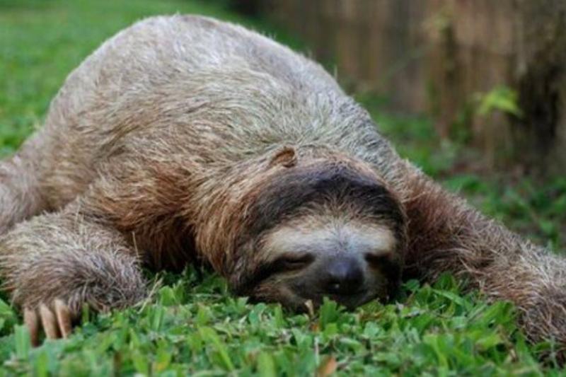 What A Sloth Looks Like While Sleeping