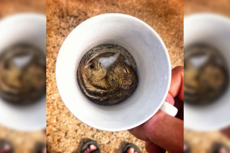 Cup Of Chipmunk To Start The Day