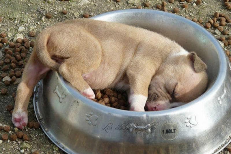 Dreaming Of Even More Food