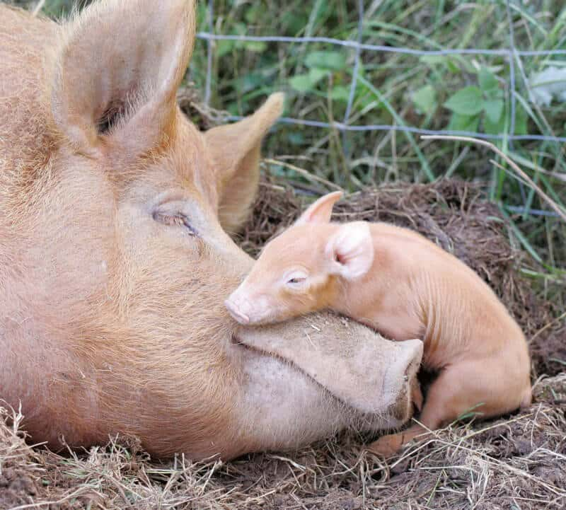 Sleeping Safe And Sound On Her Snout