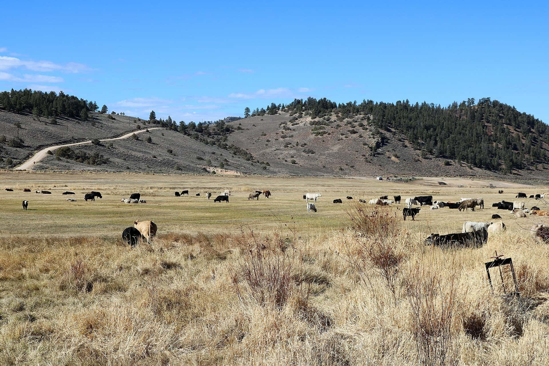 He Found An Odd Rock On His Ranch, But It Was Even Stranger Than He Thought