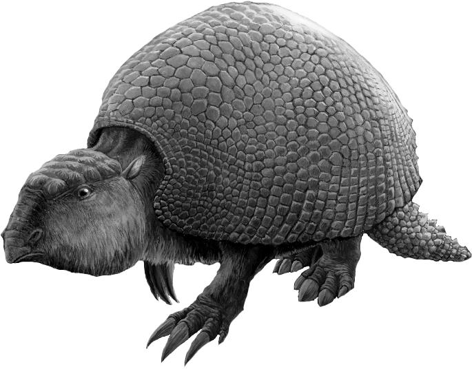 An Extinct Animal Called The Glyptodon