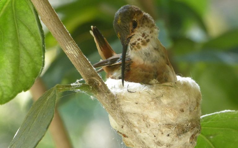 They Build The Nests High Up