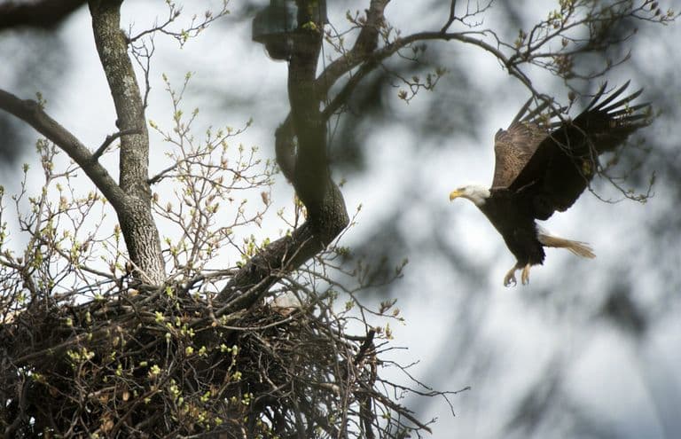 It Is Hard To Miss Eagle Nests