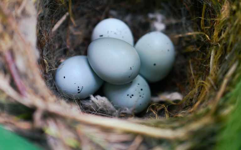 What An Active Nest Is