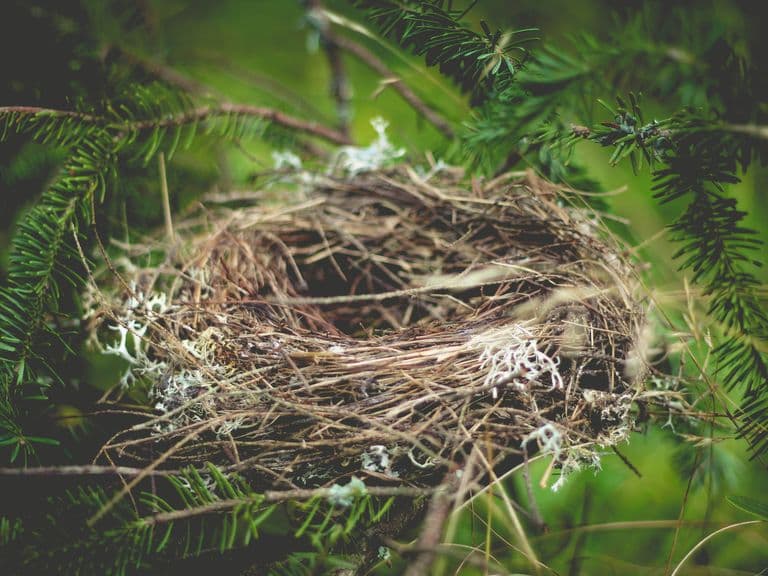 Nesting Birds In The Spring