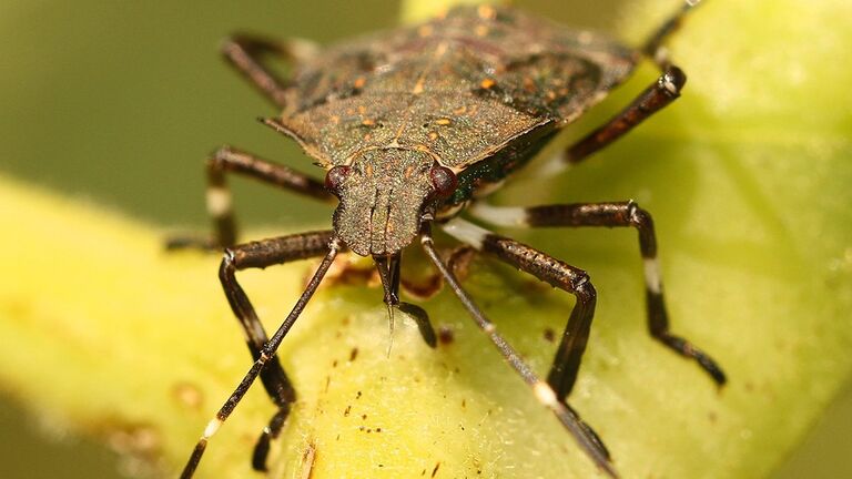 Stink Bugs Are Not On The List