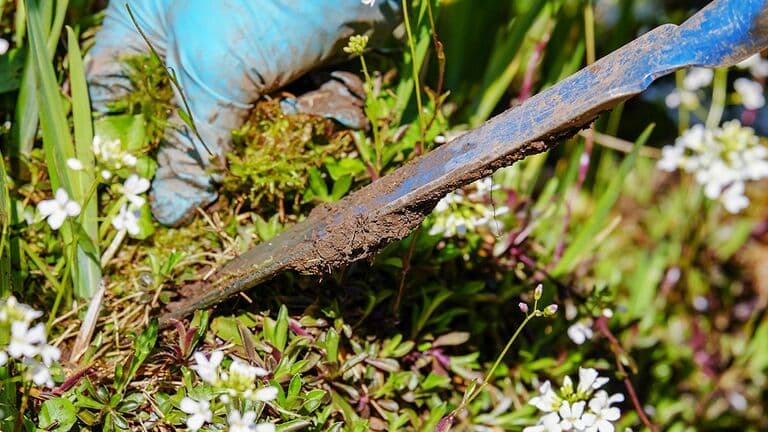 Look For Weeds In Your Yard