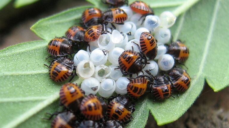 An Expert On The Stink Bugs