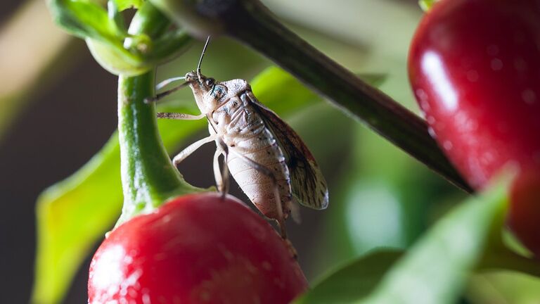 The Brown Marmorated Stink Bug