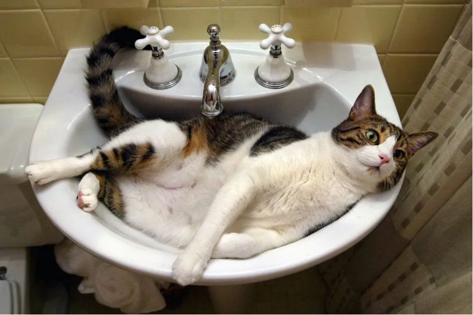 Votre Chat Vous Suit Jusque Dans La Salle De Bain