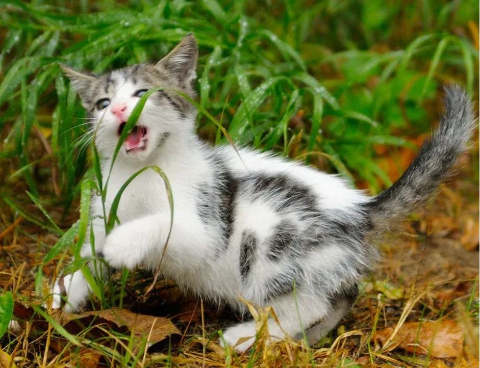 Votre Félin De Compagnie Mange De L’herbe