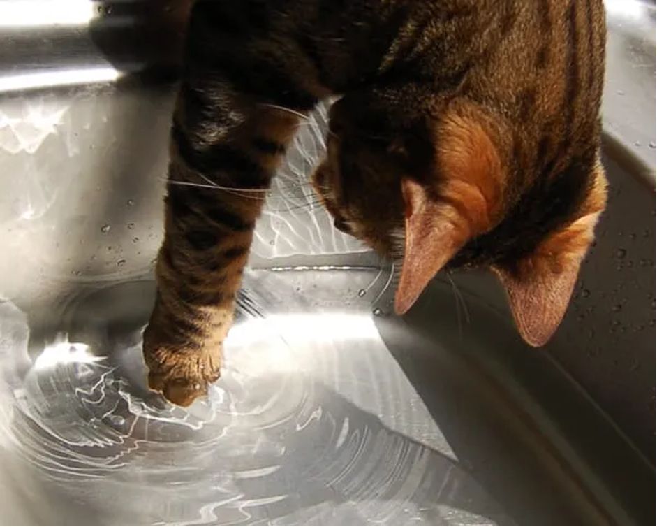 Lorsque Votre Chat Joue Avec De L’eau