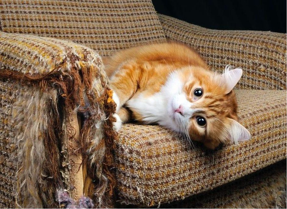 Votre Chat Fait Ses Griffes Sur Votre Mobilier