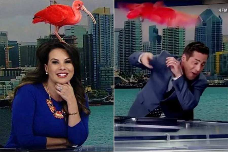 DES REGLES A RESPECTER AVEC DES ANIMAUX SUR UN PLATEAU