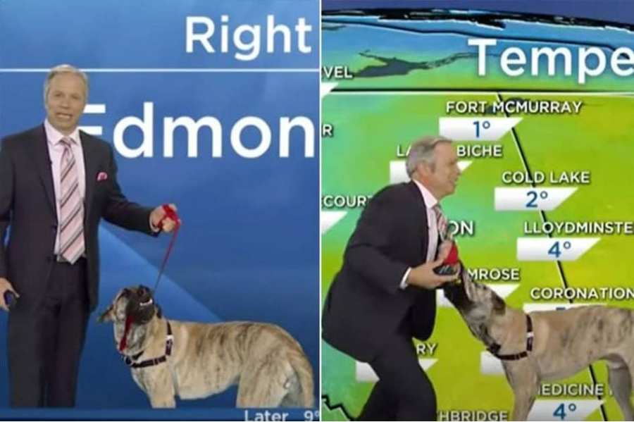 C’EST UNE VIE DE CHIEN