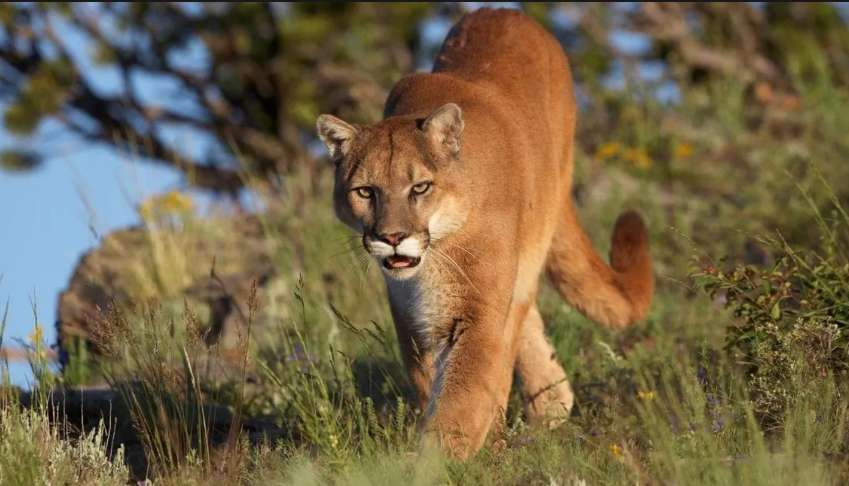 A Puma's Mysterious Arrival